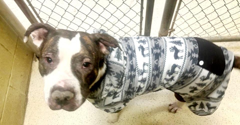 Enlarge Barnum, a Adoptable mixed breed in Muncie, IN image 6/6