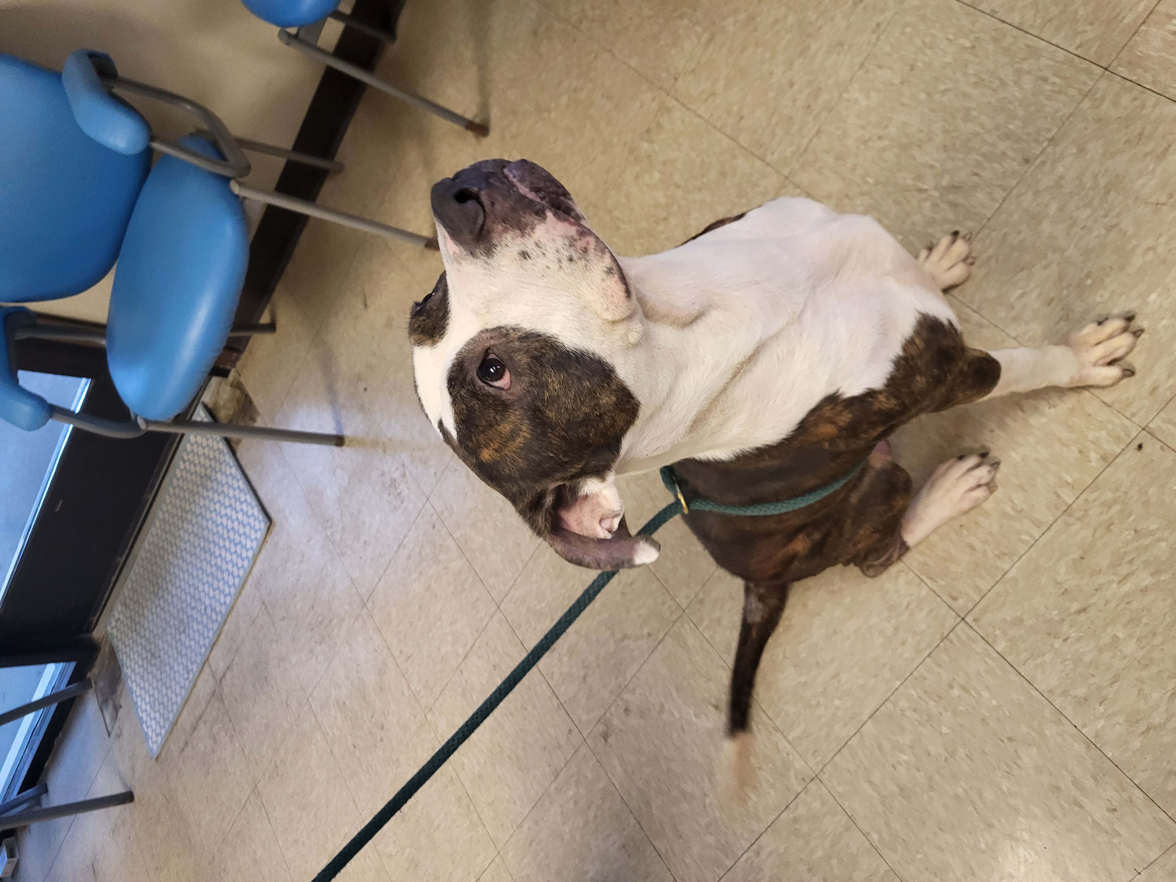 Enlarge Barnum, a Adoptable mixed breed in Muncie, IN image 5/6