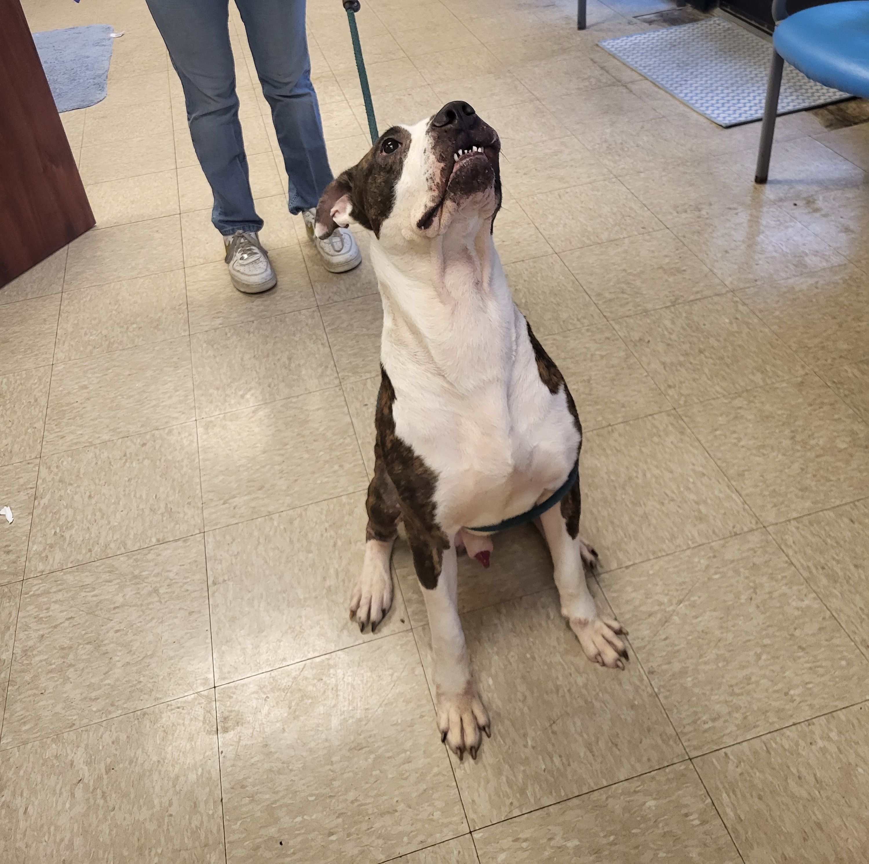 Enlarge Barnum, a Adoptable mixed breed in Muncie, IN image 4/6