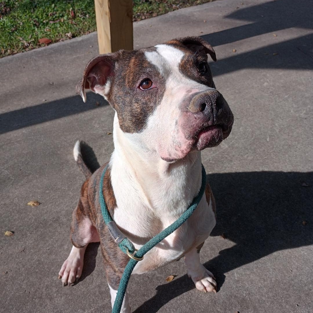 Enlarge Barnum, a Adoptable mixed breed in Muncie, IN image 3/6