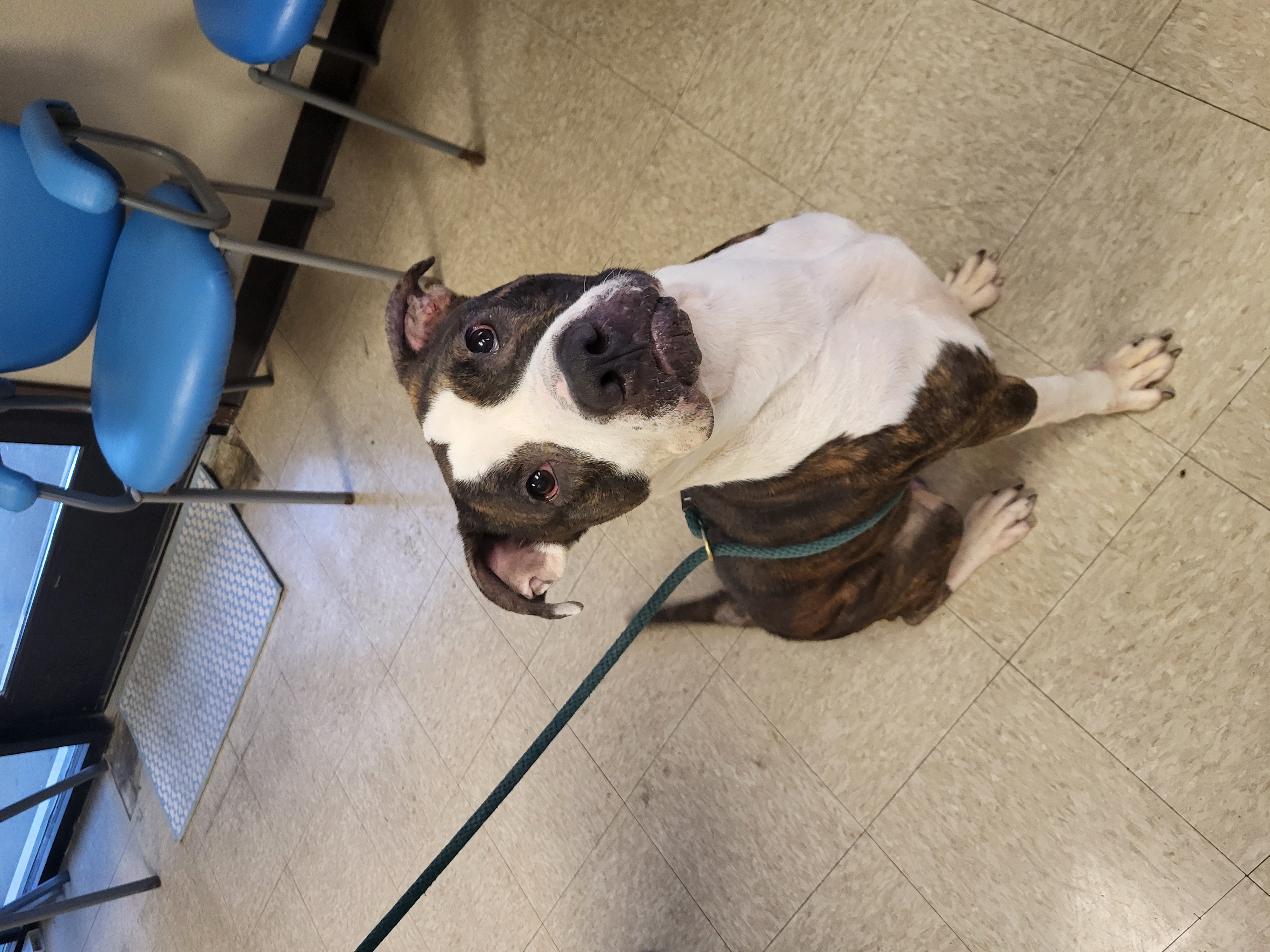 Enlarge Barnum, a Adoptable mixed breed in Muncie, IN image 2/6