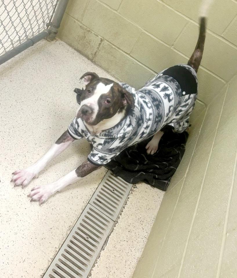 Enlarge Barnum, a Adoptable mixed breed in Muncie, IN image 1/6