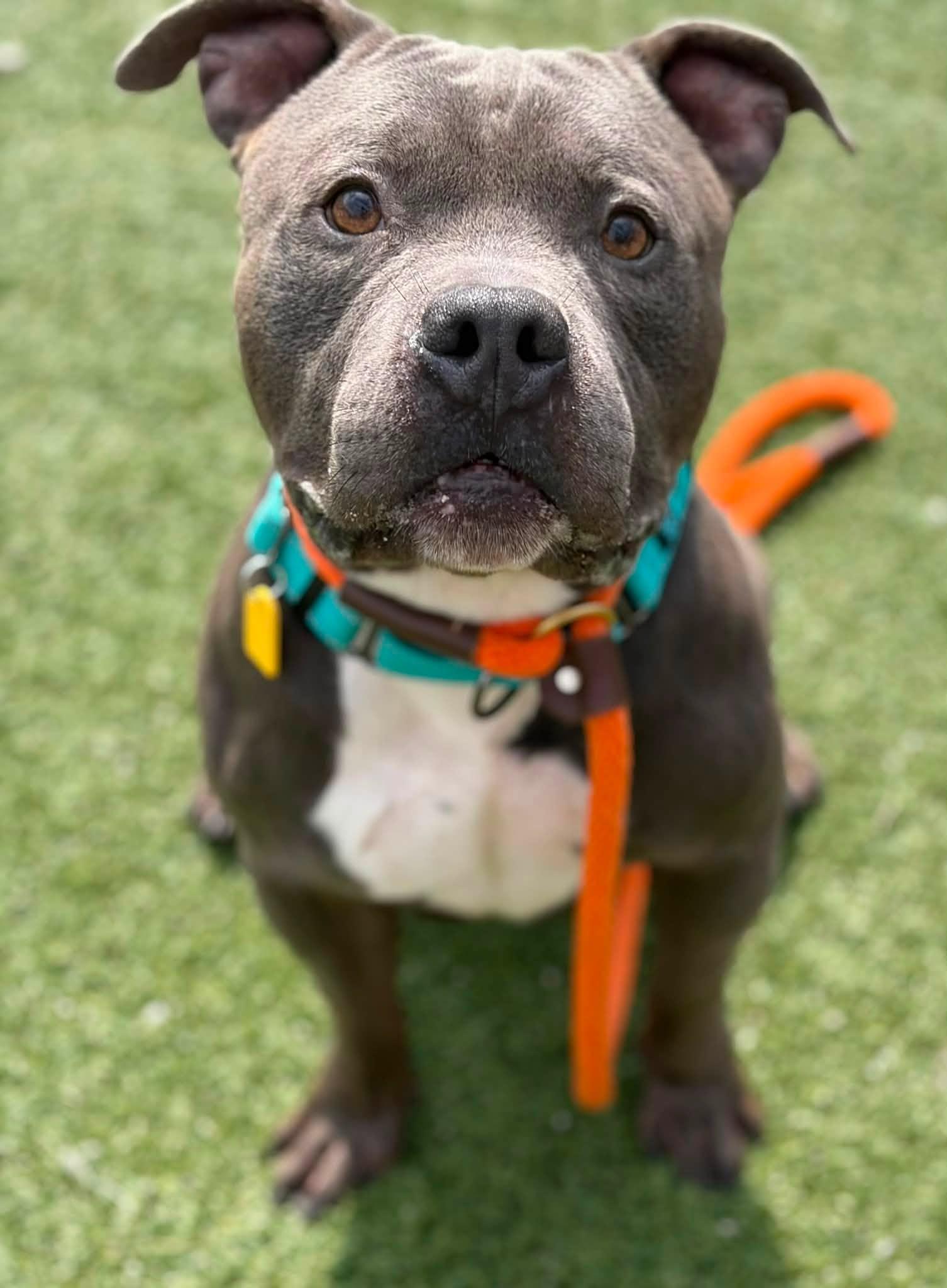 Enlarge Mr Ham Man, a Adopted mixed breed in Cleveland, OH image 2/5