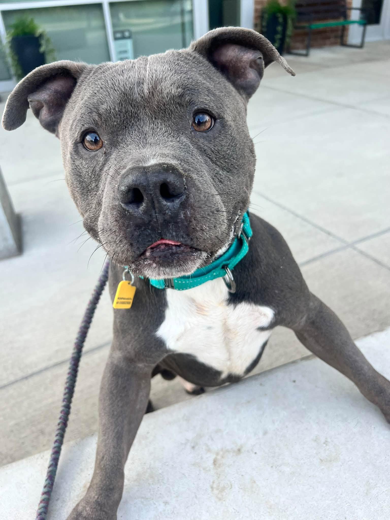 Enlarge Mr Ham Man, a Adopted mixed breed in Cleveland, OH image 5/5