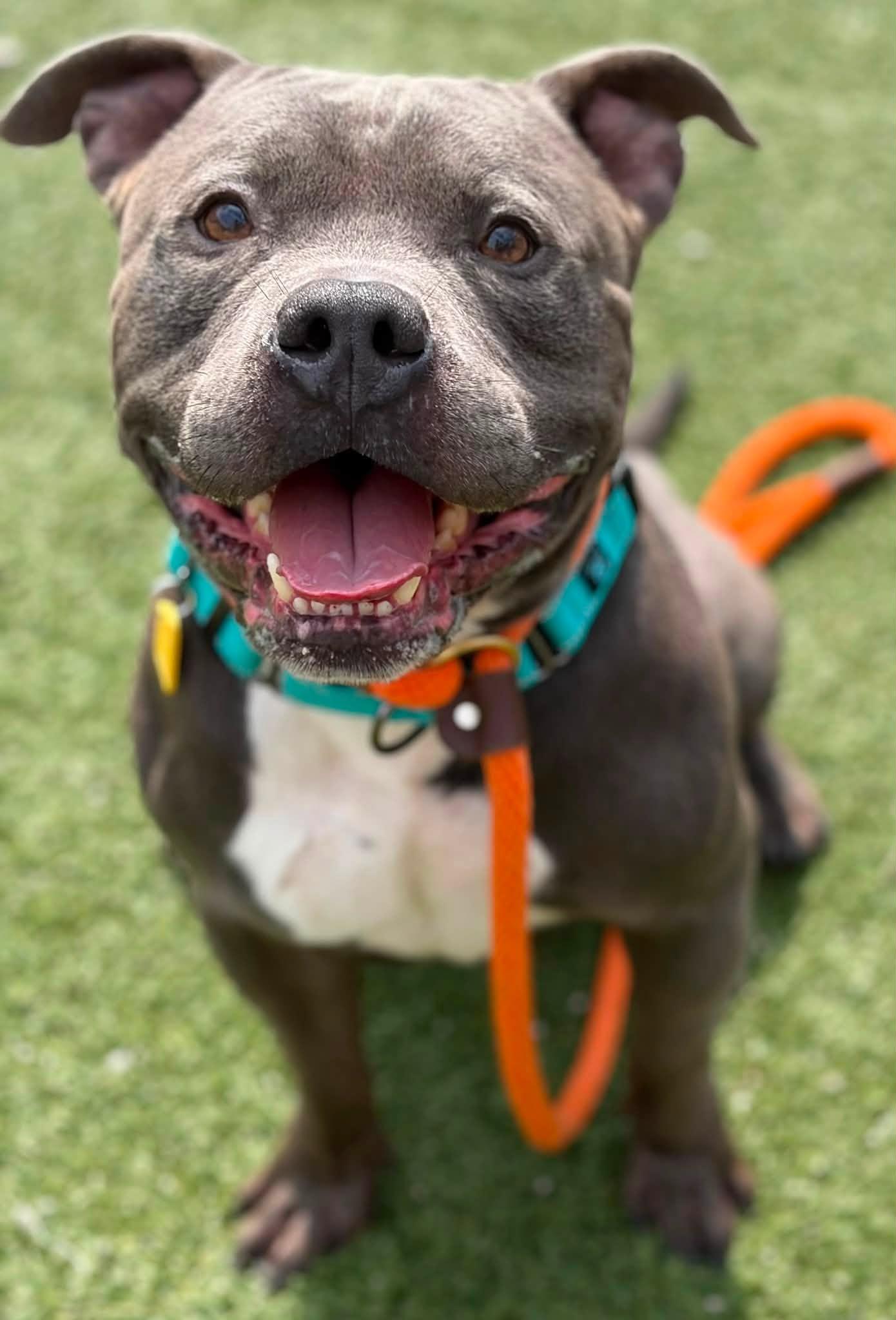Enlarge Mr Ham Man, a Adopted mixed breed in Cleveland, OH image 3/5