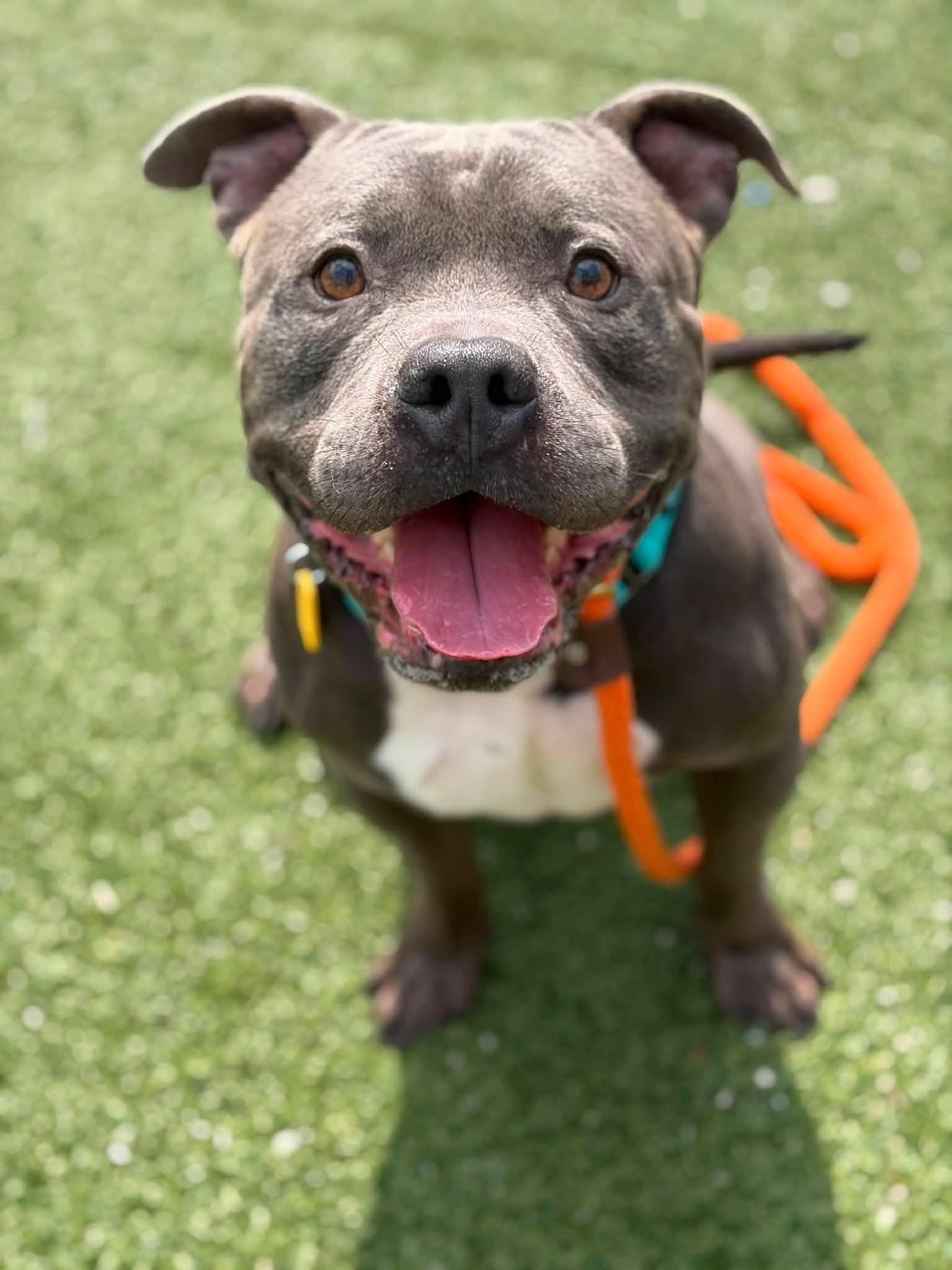 Enlarge Mr Ham Man, a Adopted mixed breed in Cleveland, OH image 1/5