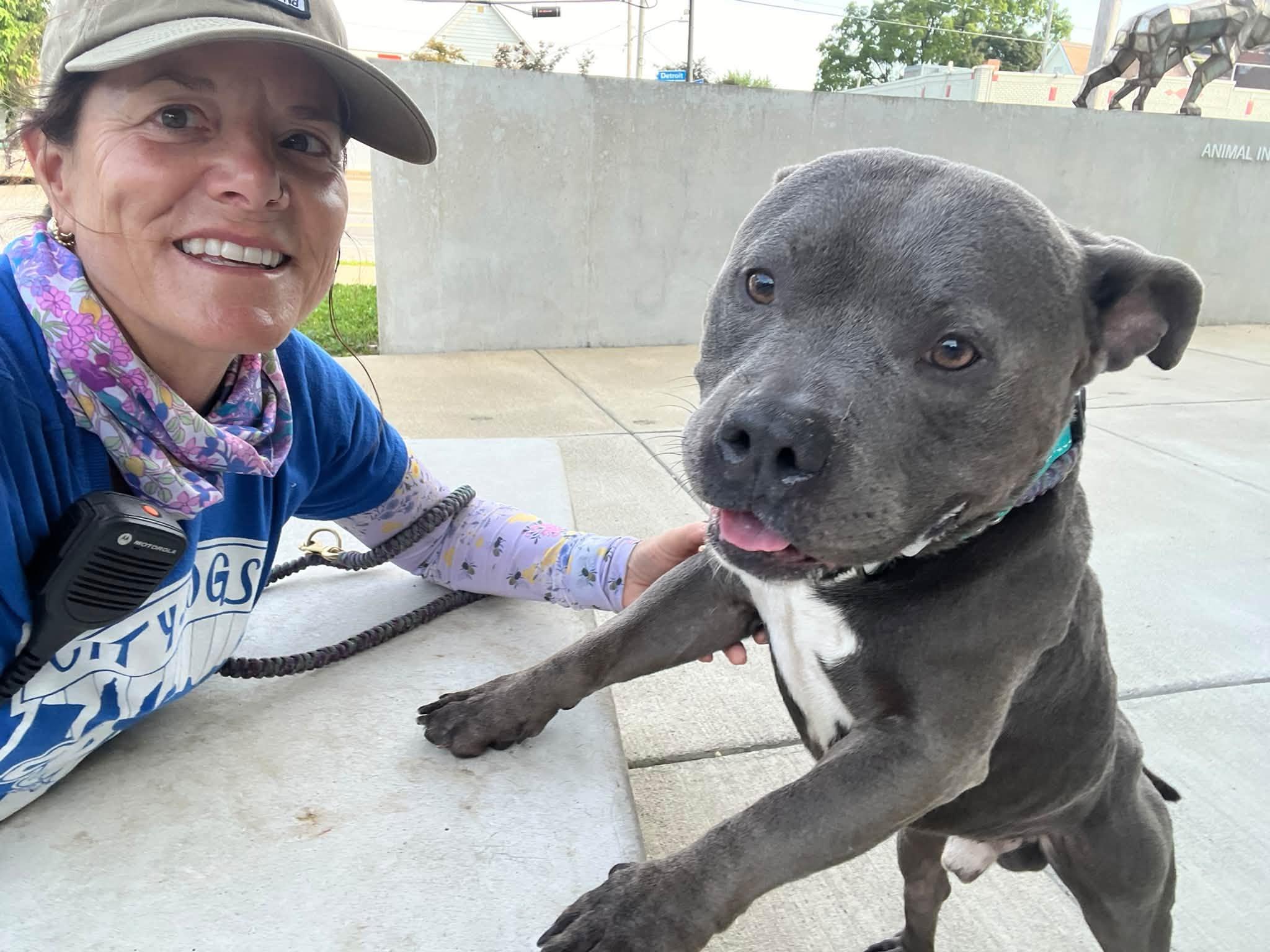 Enlarge Mr Ham Man, a Adopted mixed breed in Cleveland, OH image 4/5