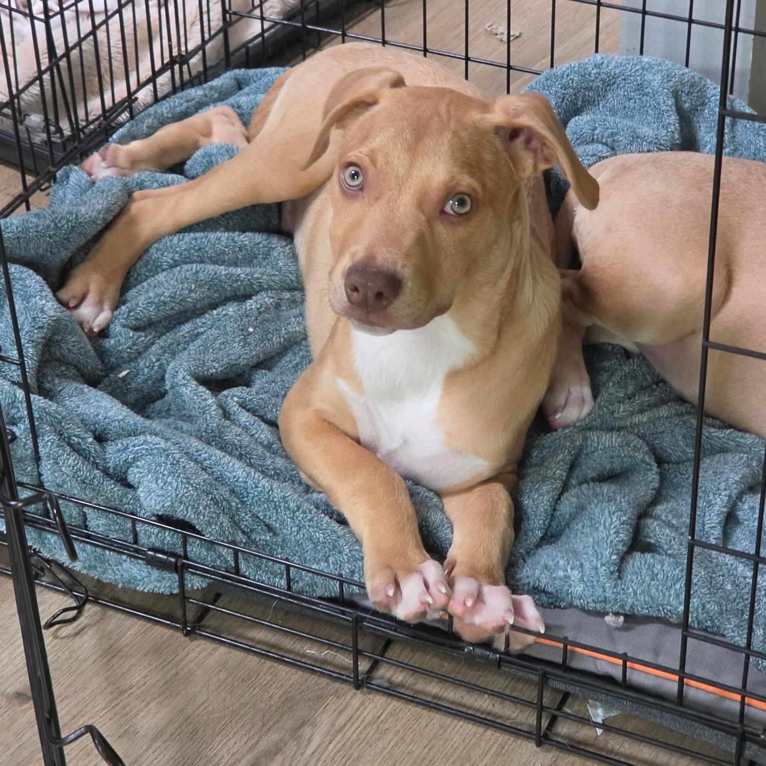 Enlarge HENRY, a Adoptable mixed breed in Nashville, TN image 2/4