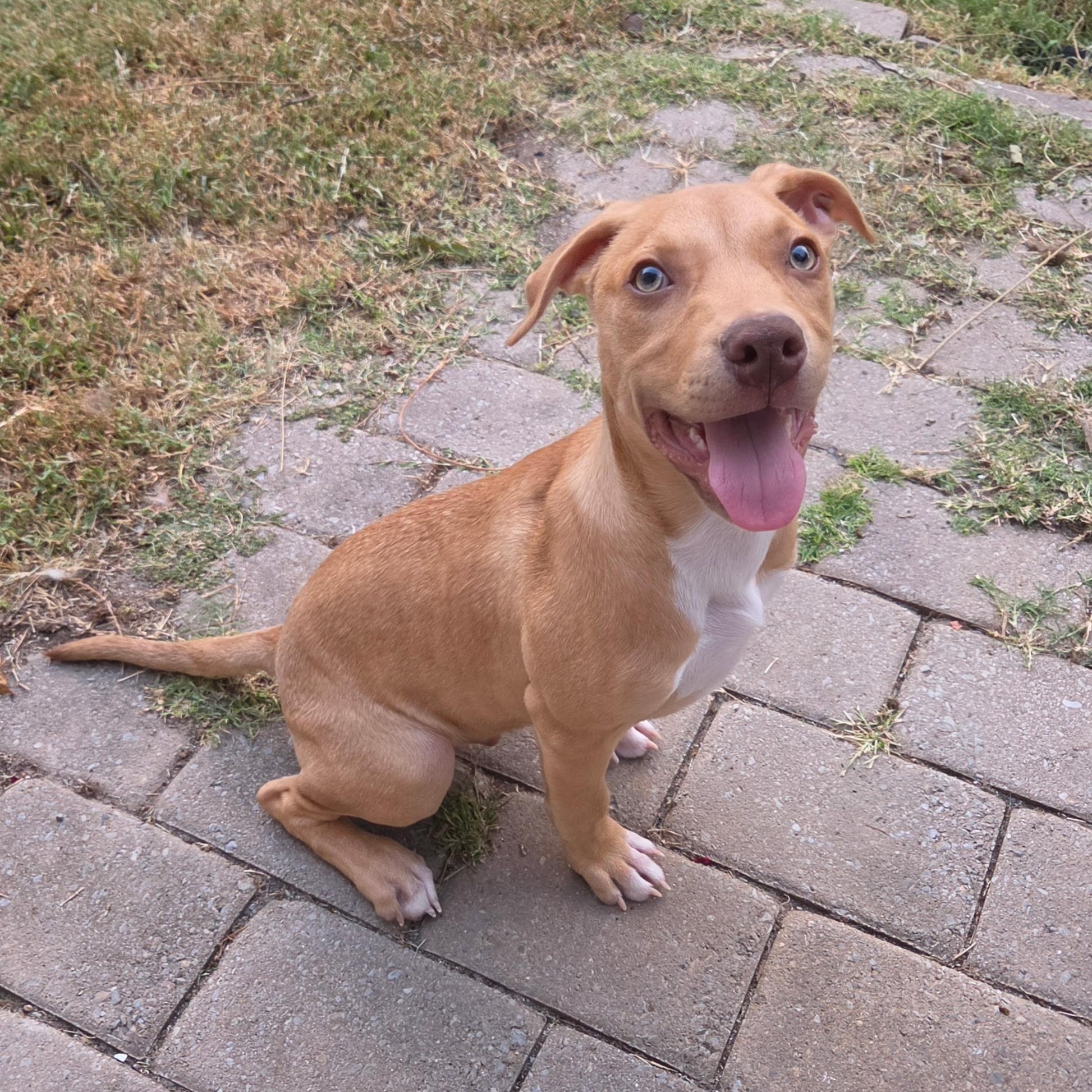 HENRY, Adoptable, Young Male Labrador Retriever.