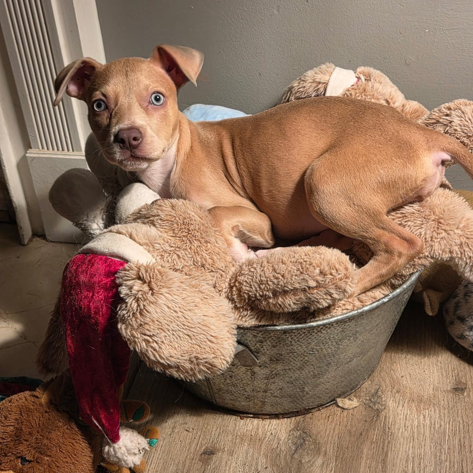 Enlarge HENRY, a Adoptable mixed breed in Nashville, TN image 3/4