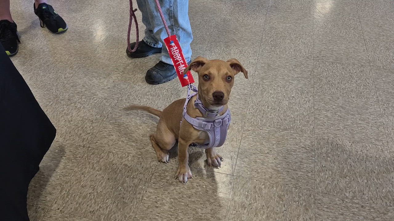 Enlarge HENRY, a Adoptable mixed breed in Nashville, TN video 4/4