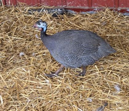 Patch, Adoptable, Adult Unknown Guinea Fowl & Guinea Fowl.