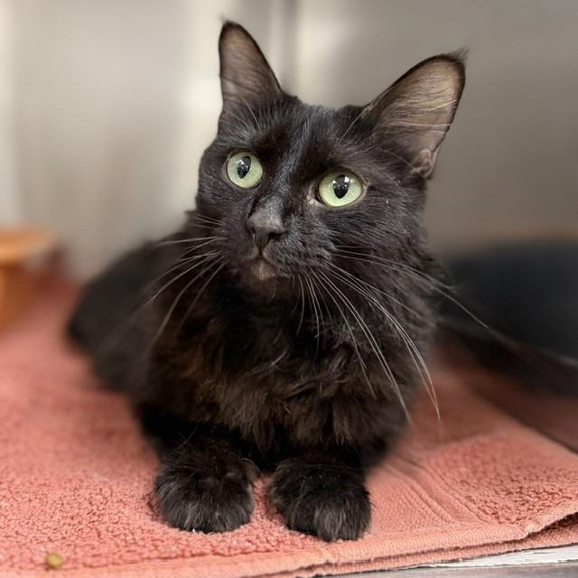 Enlarge Betsy, a Adoptable mixed breed in Bullhead City, AZ image 1/1