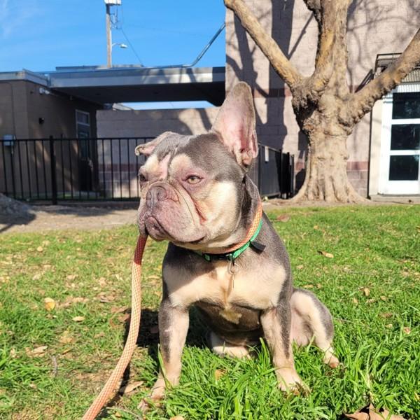 Ozzy, Adoptable, Adult Male French Bulldog.