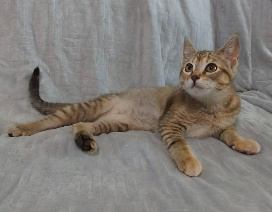 Delilah 2