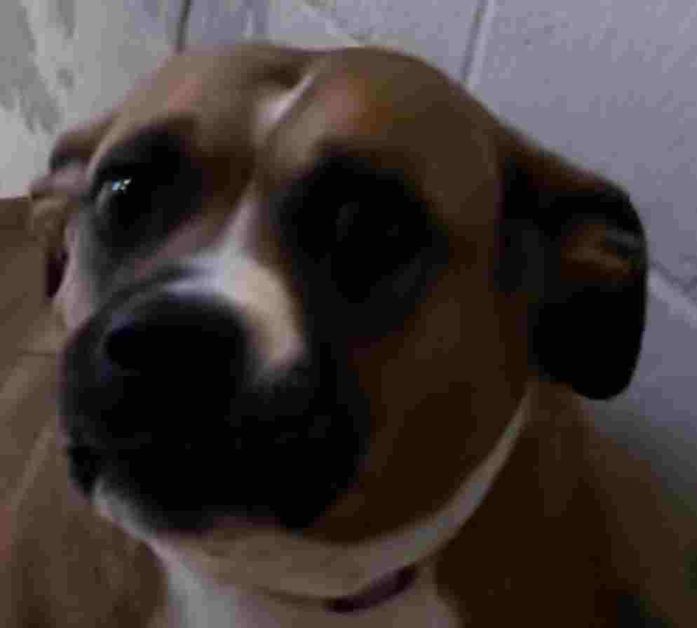 Enlarge Battina, a ADOPTABLE mixed breed in New Castle, IN image 1/1