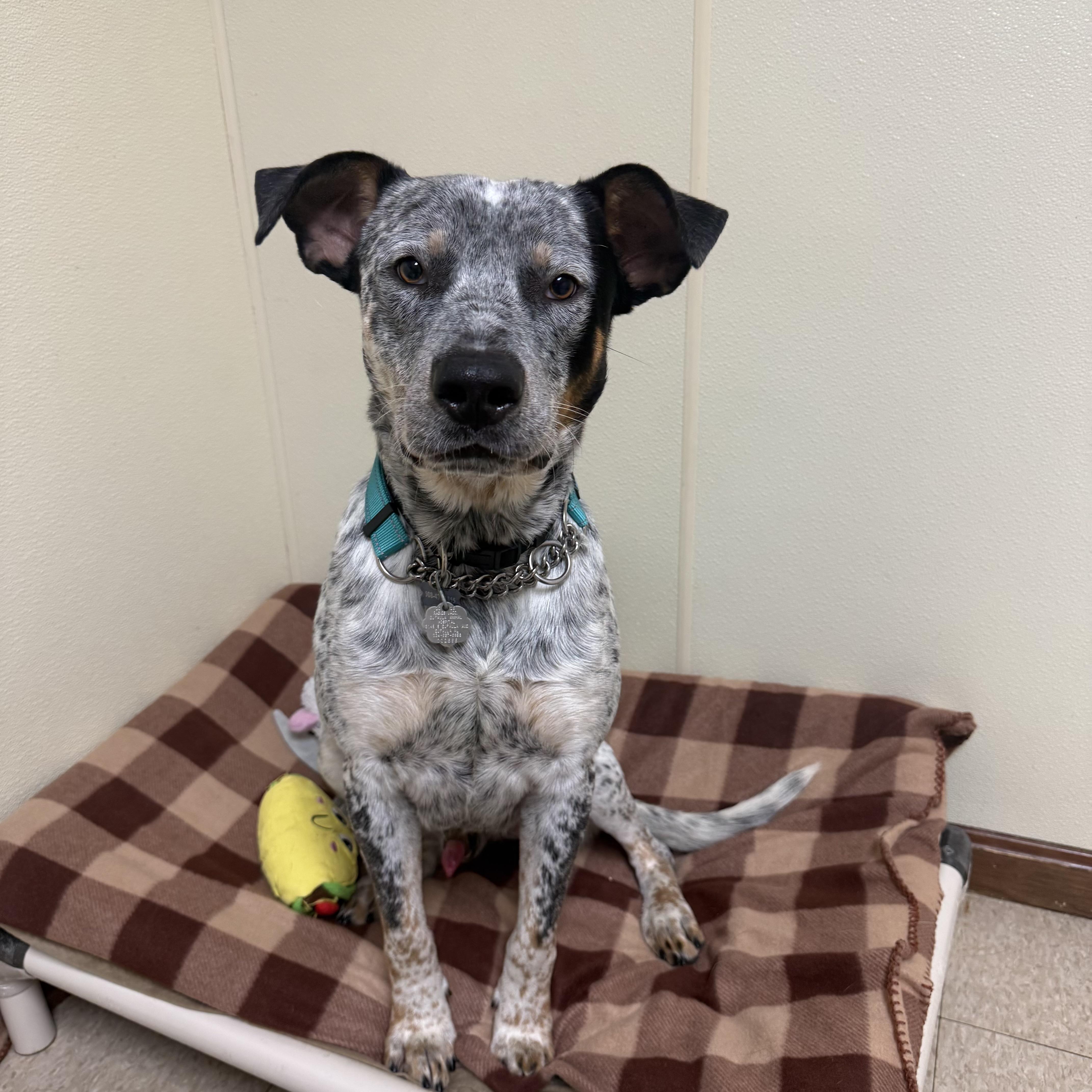 Oreo, ADOPTABLE, Adult Male Australian Cattle Dog / Blue Heeler.
