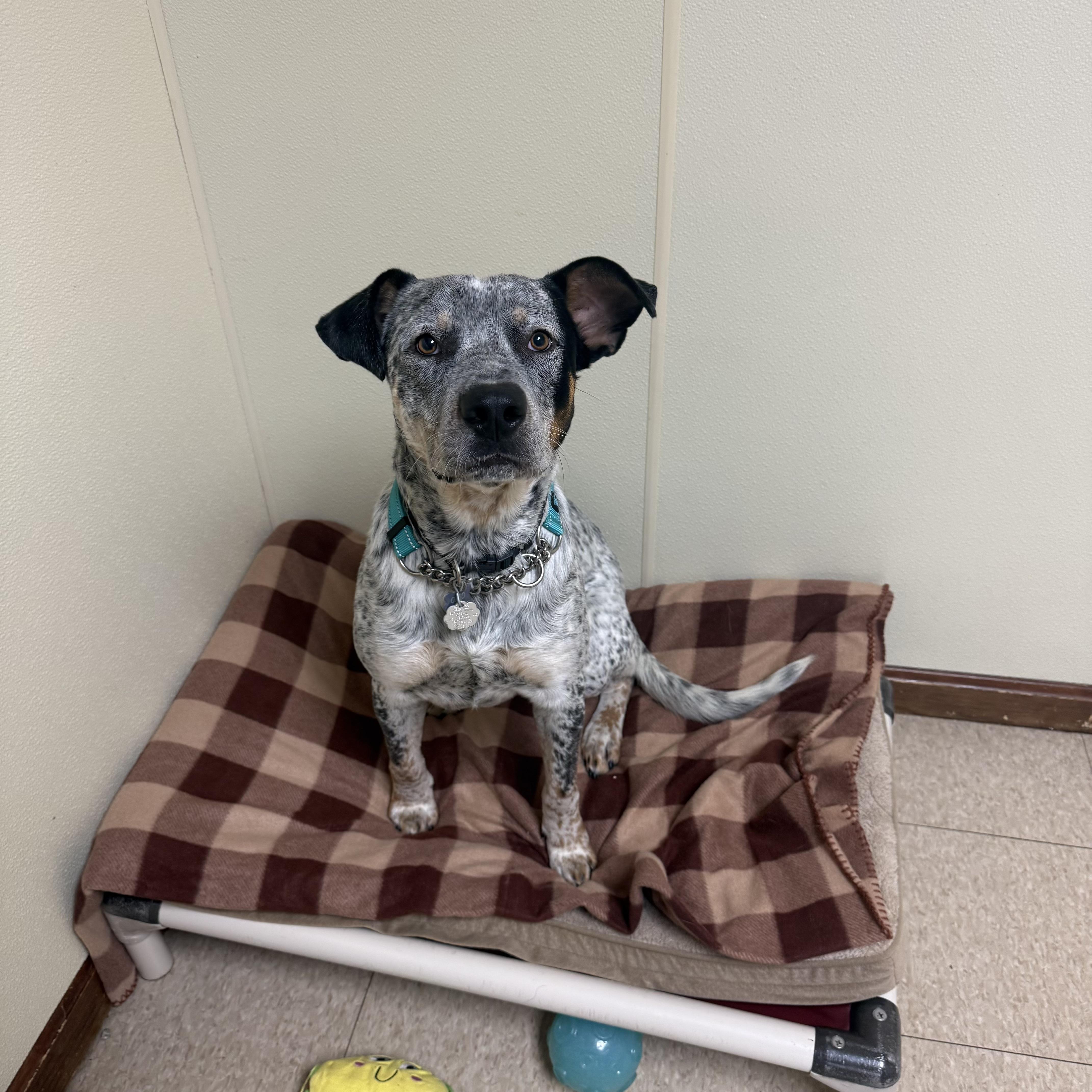 Oreo, a ADOPTABLE mixed breed in Douglas, MA image 2/4