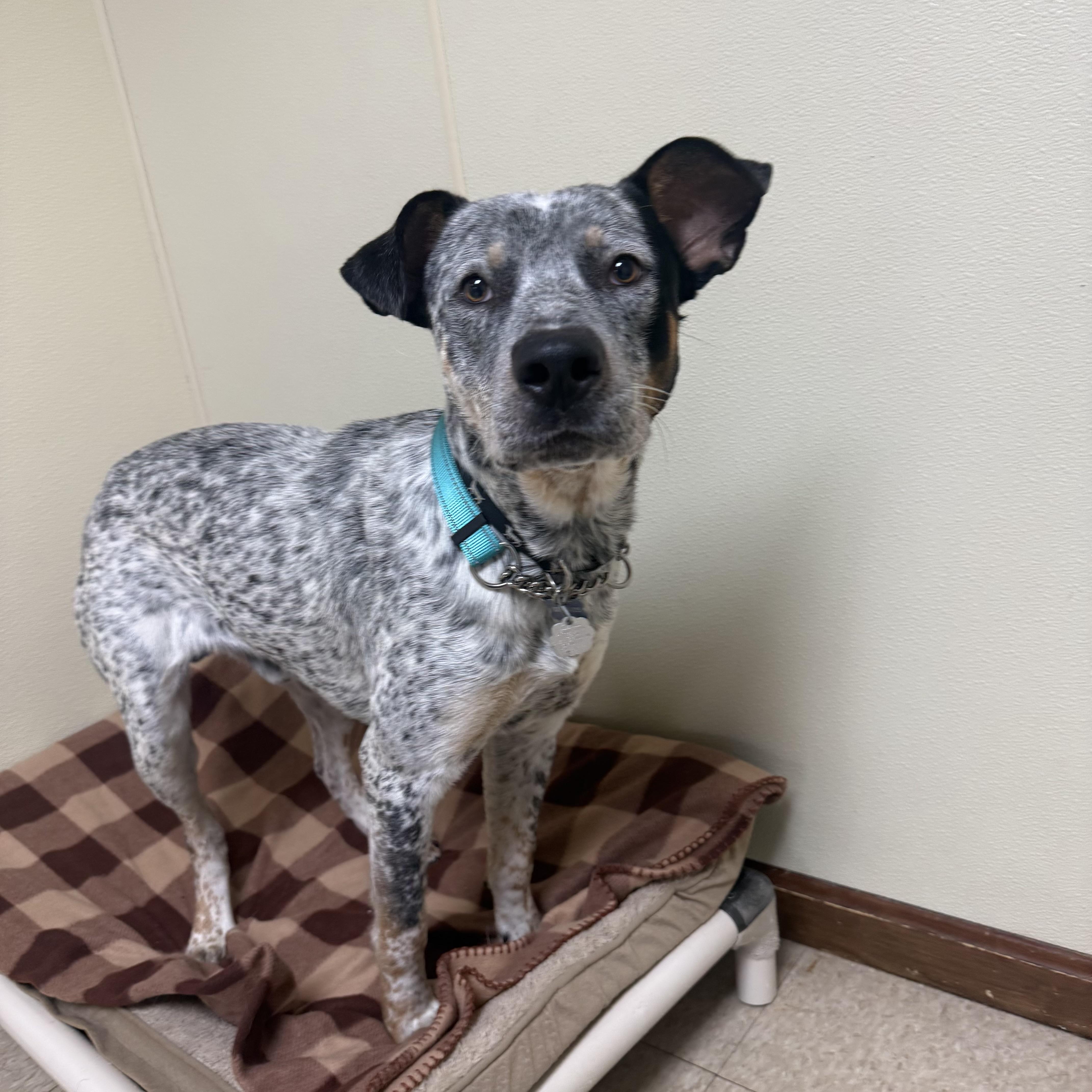 Oreo, a ADOPTABLE mixed breed in Douglas, MA image 3/4