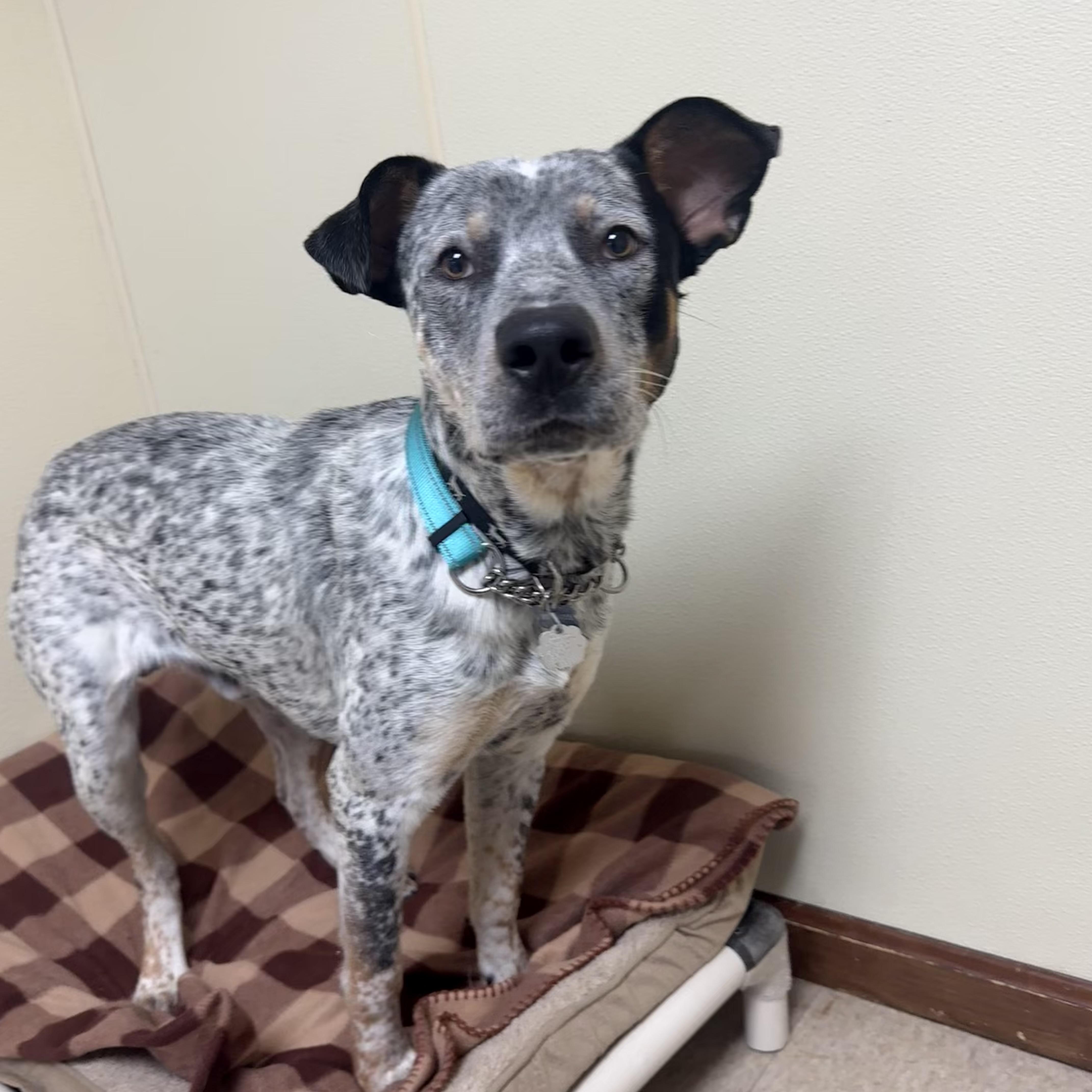 Oreo, a ADOPTABLE mixed breed in Douglas, MA image 4/4