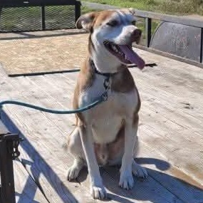 Dug, a Adoptable mixed breed in Minneapolis, MN image 1/6