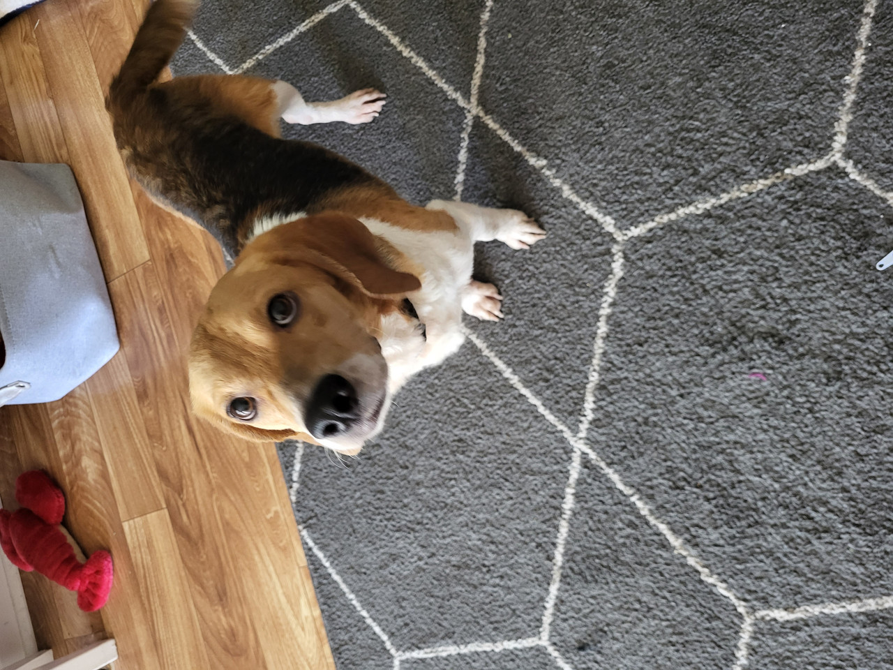 Enlarge Copper, a Adopted Beagle in Lockport, NY image 1/2