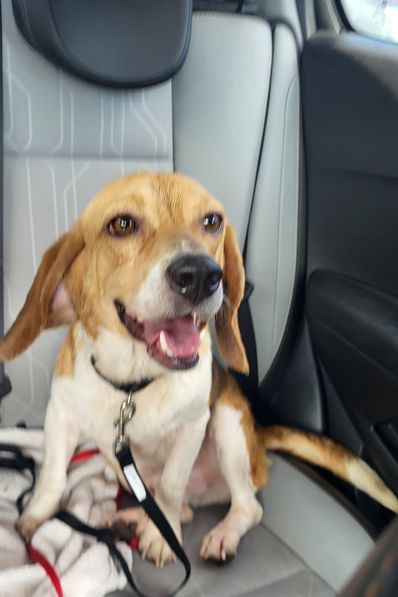 Enlarge Copper, a Adopted Beagle in Lockport, NY image 2/2