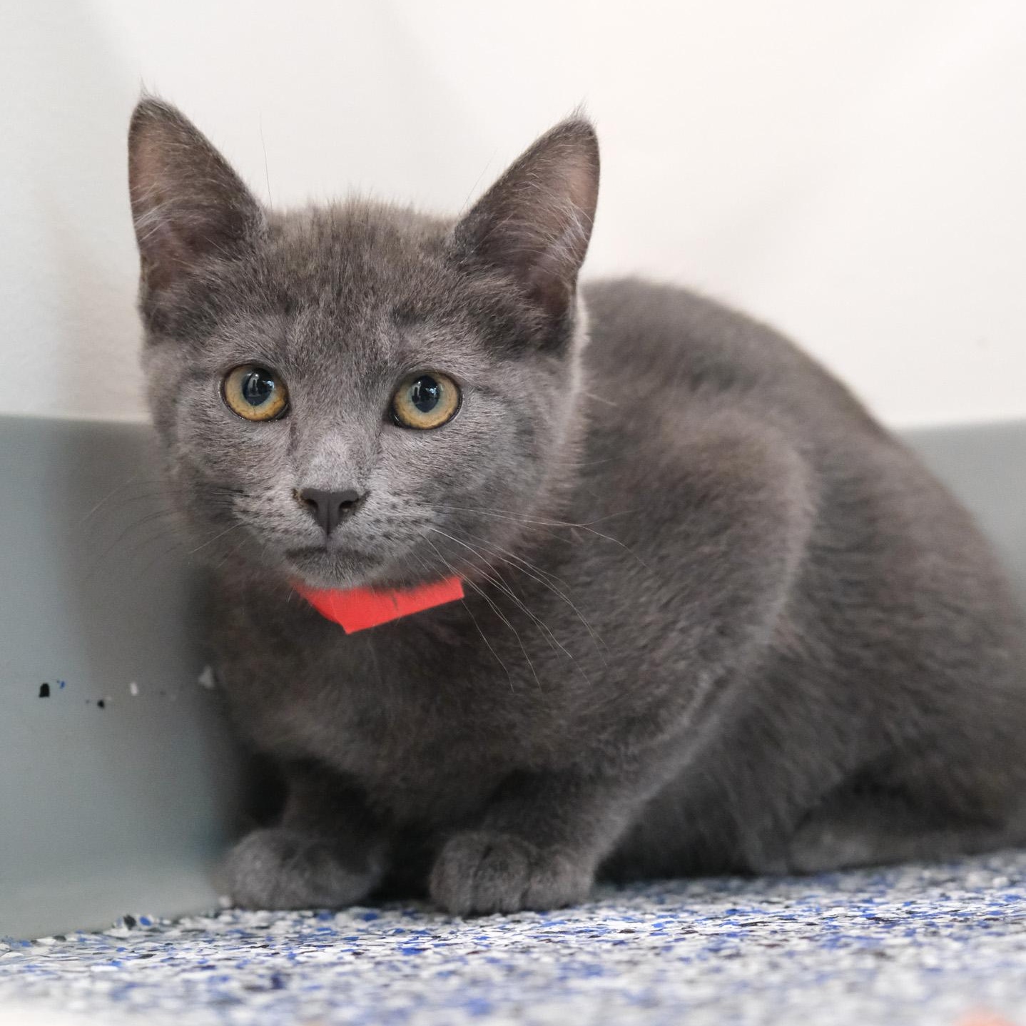 Enlarge Astro, a Adopted mixed breed in Newport Beach, CA image 4/5