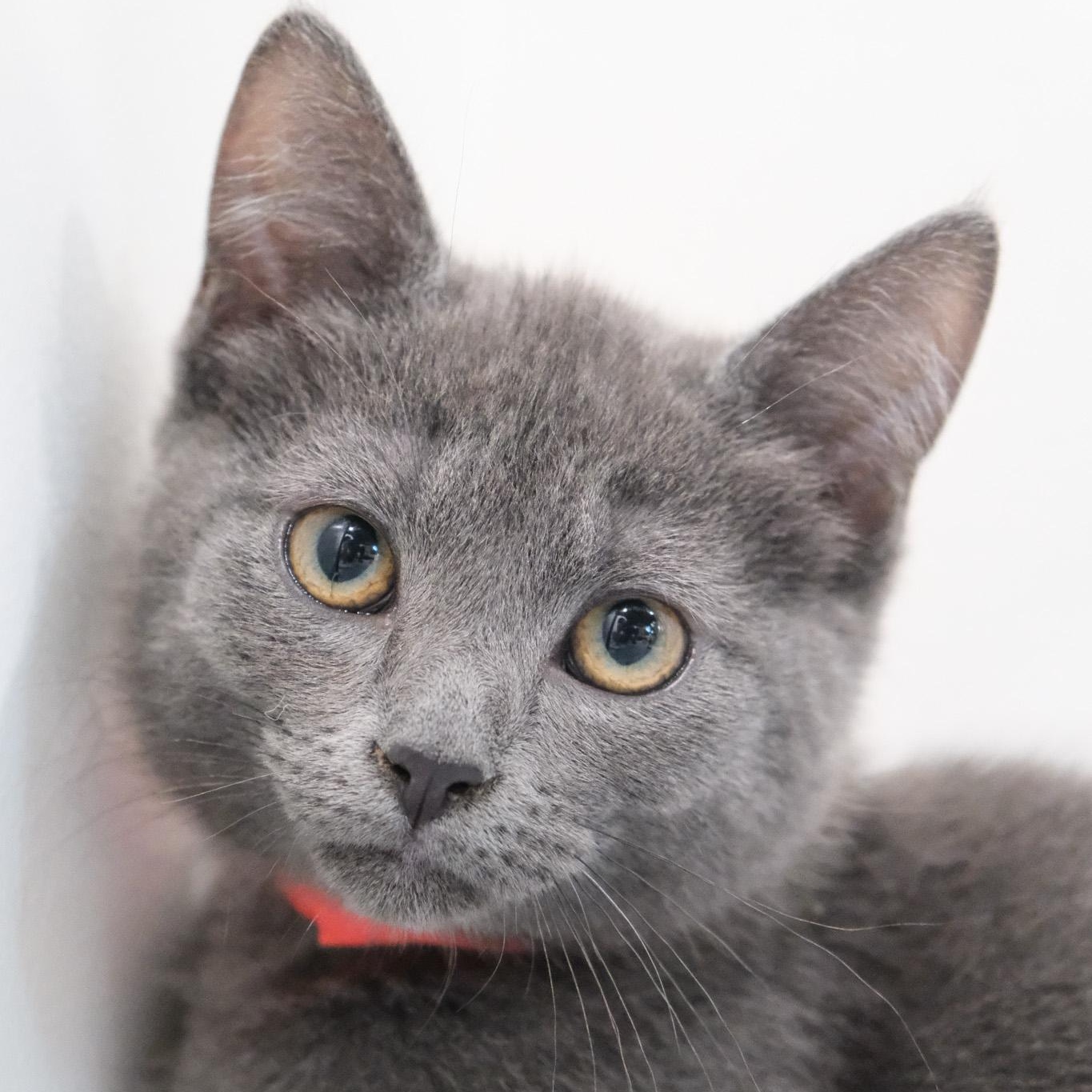 Enlarge Astro, a Adopted mixed breed in Newport Beach, CA image 3/5