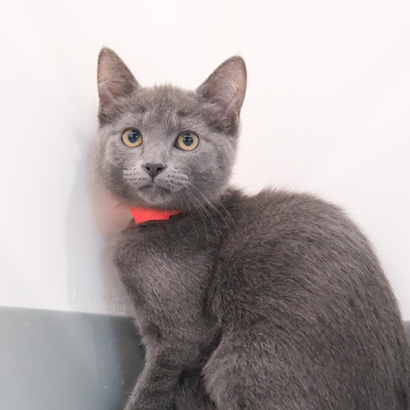 Astro, Adopted, Young Male Russian Blue.