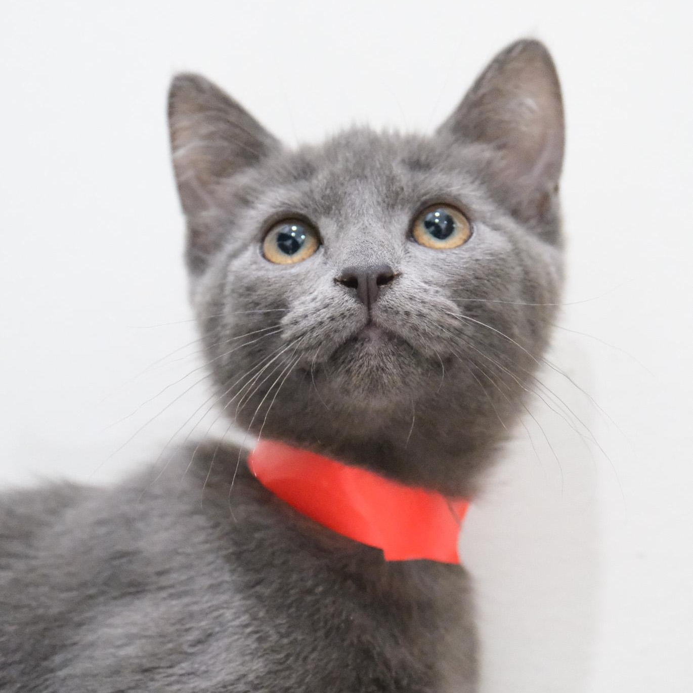 Enlarge Astro, a Adopted mixed breed in Newport Beach, CA image 5/5