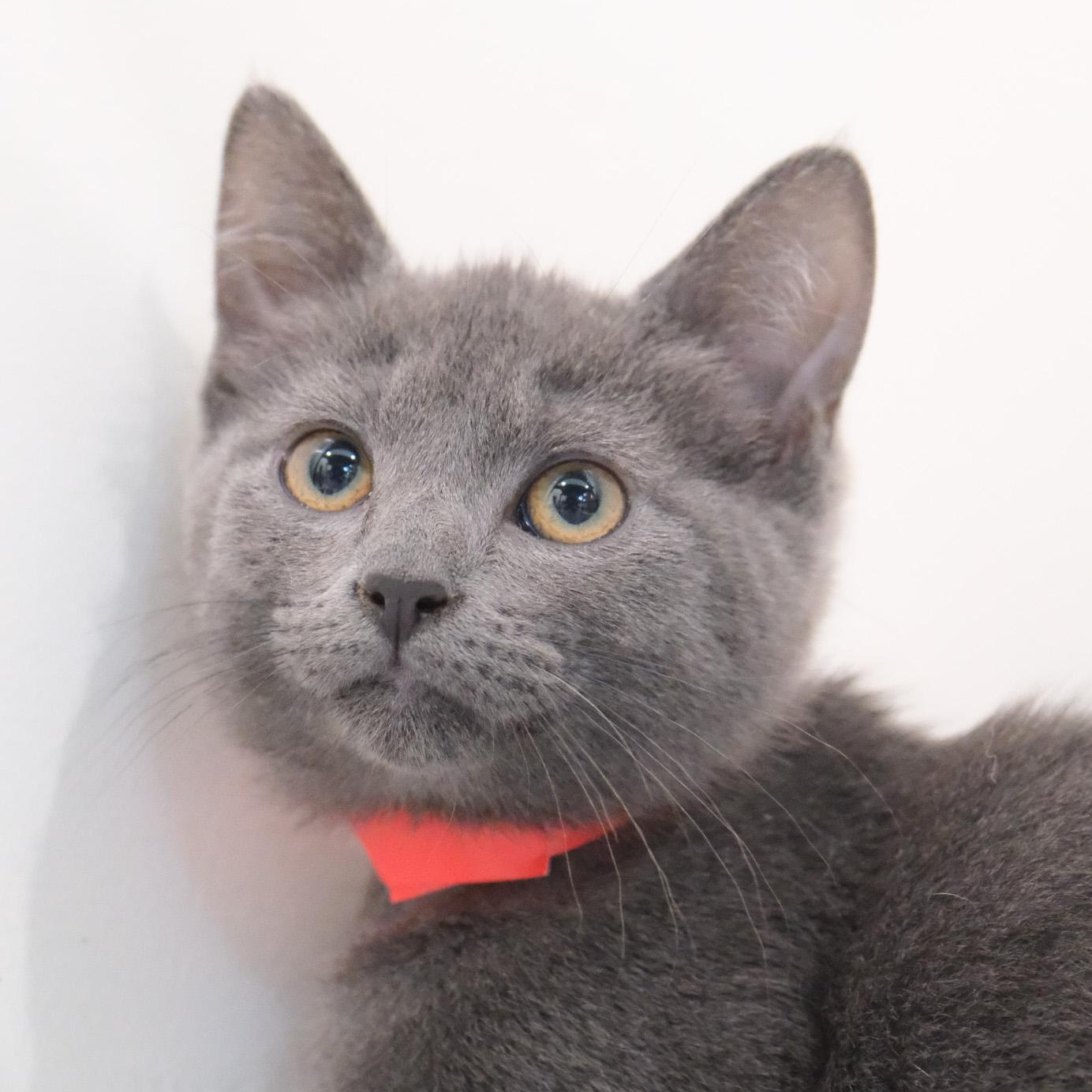 Enlarge Astro, a Adopted mixed breed in Newport Beach, CA image 2/5