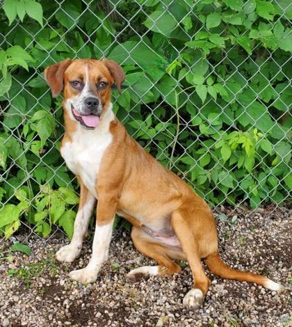 Sterling (6669), an adoptable Labrador Retriever in Lake City, MI, 49651 | Photo Image 1