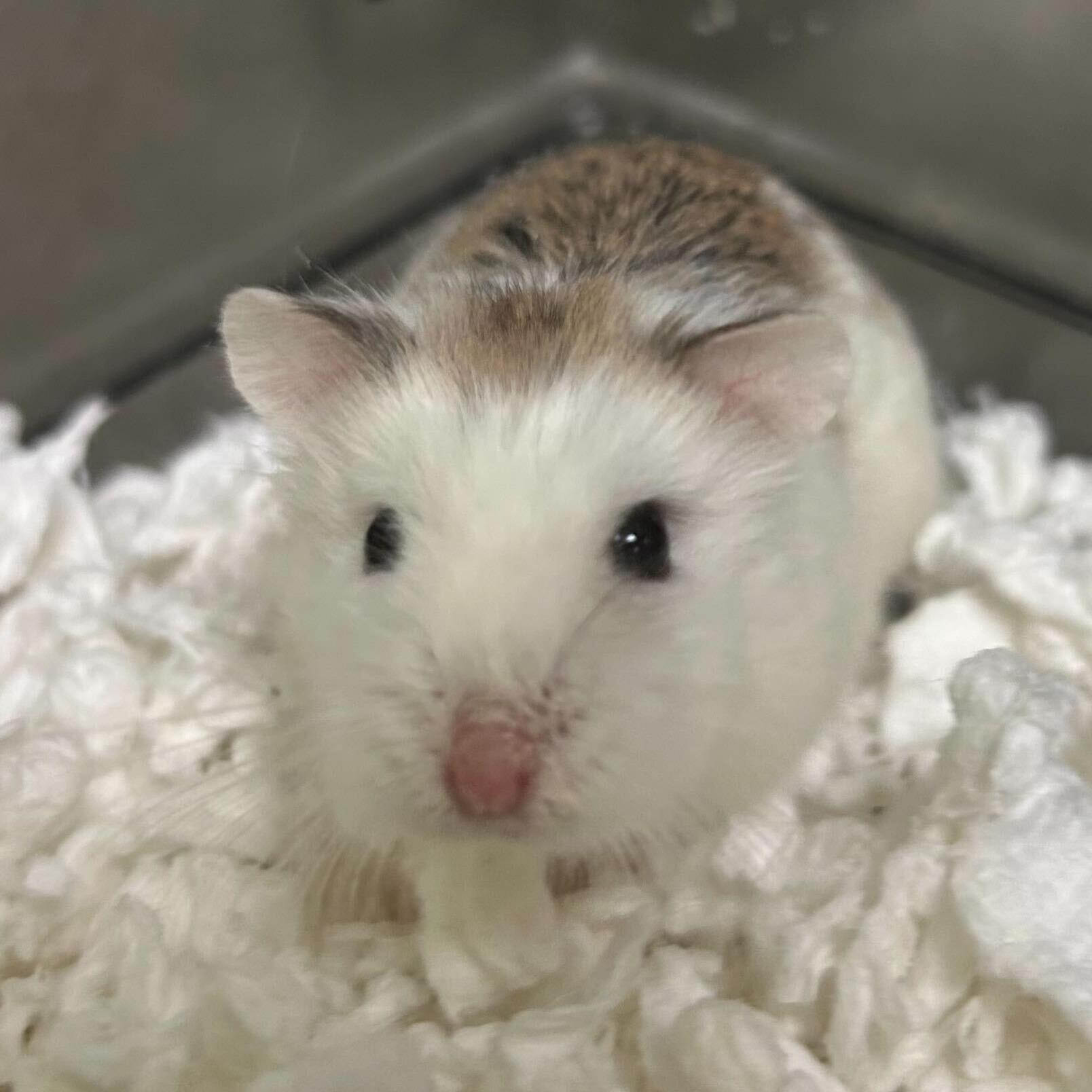 Enlarge Shrek, a ADOPTABLE mixed breed in Jefferson, WI image 1/1