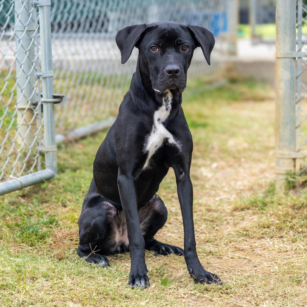Popover, a Adoptable mixed breed in Newark, DE image 2/6
