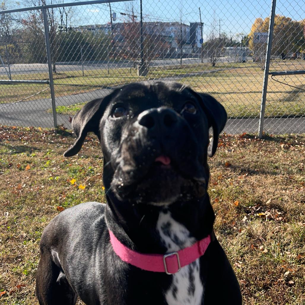 Popover, a Adoptable mixed breed in Newark, DE image 3/6