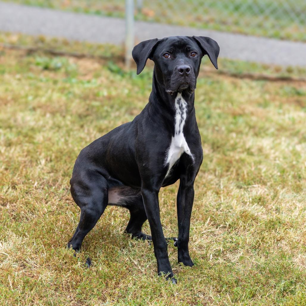 Popover, a Adoptable mixed breed in Newark, DE image 5/6