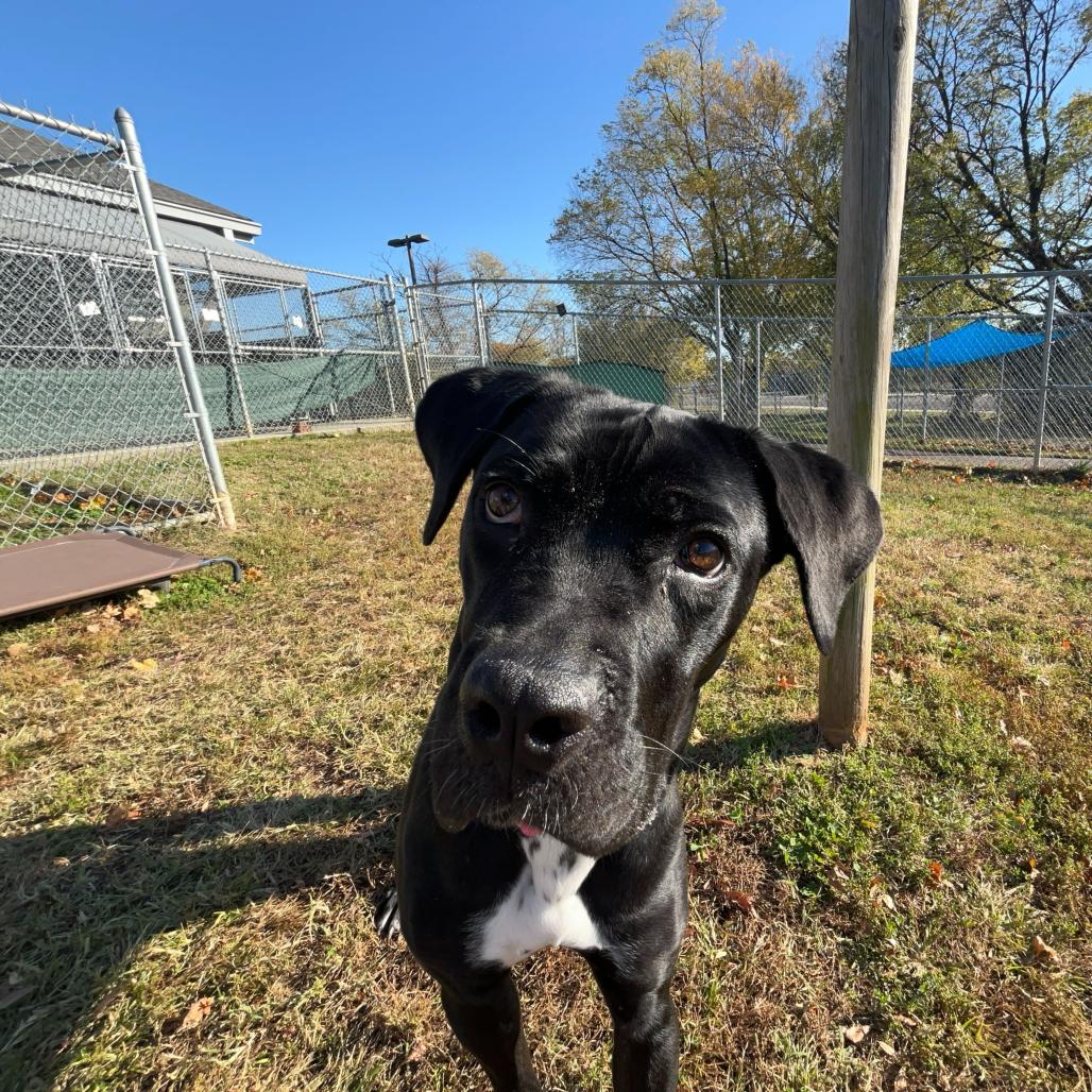 Popover, a Adoptable mixed breed in Newark, DE image 6/6