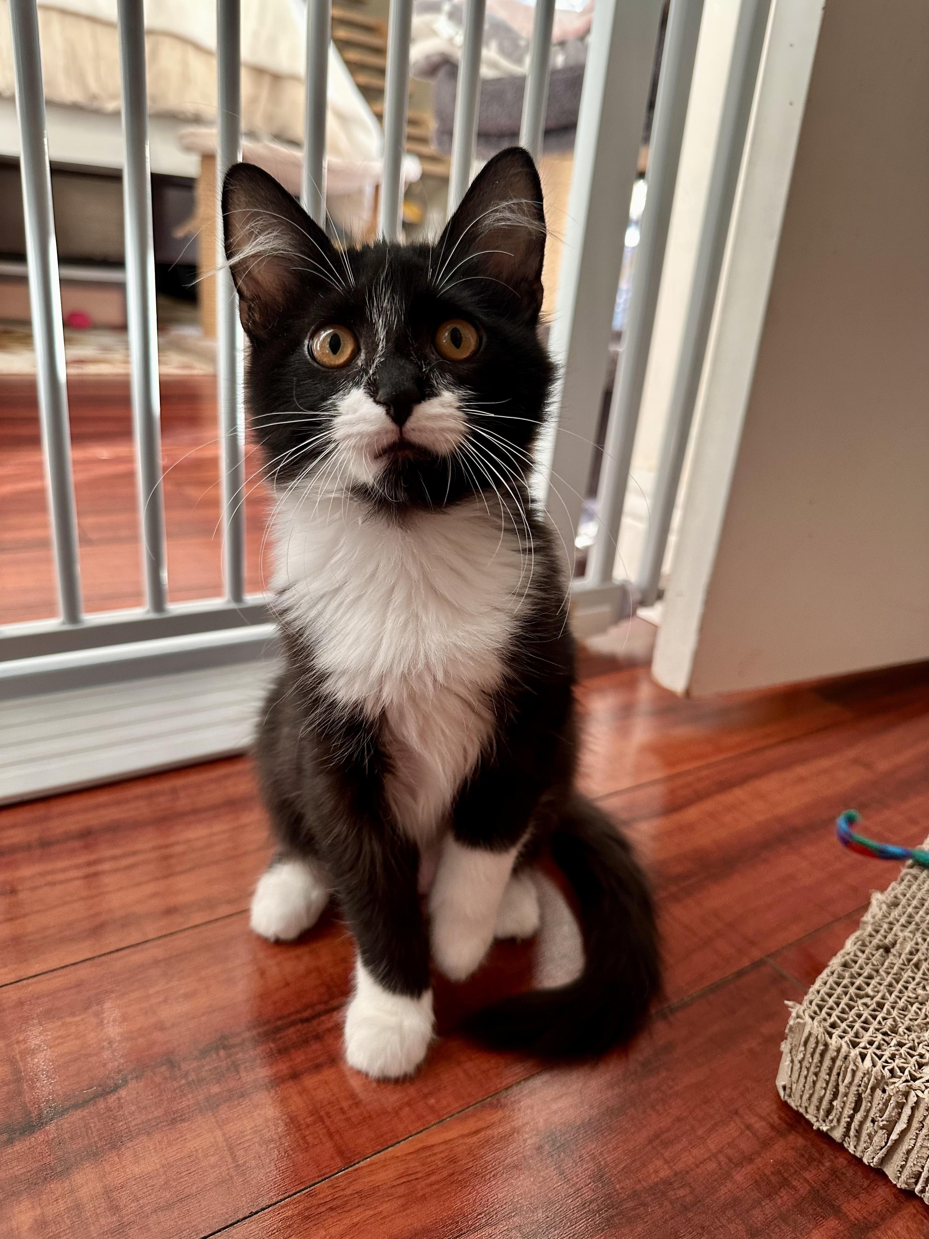 Enlarge Zuri, a Adoptable Domestic Short Hair in Chandler, AZ image 3/3