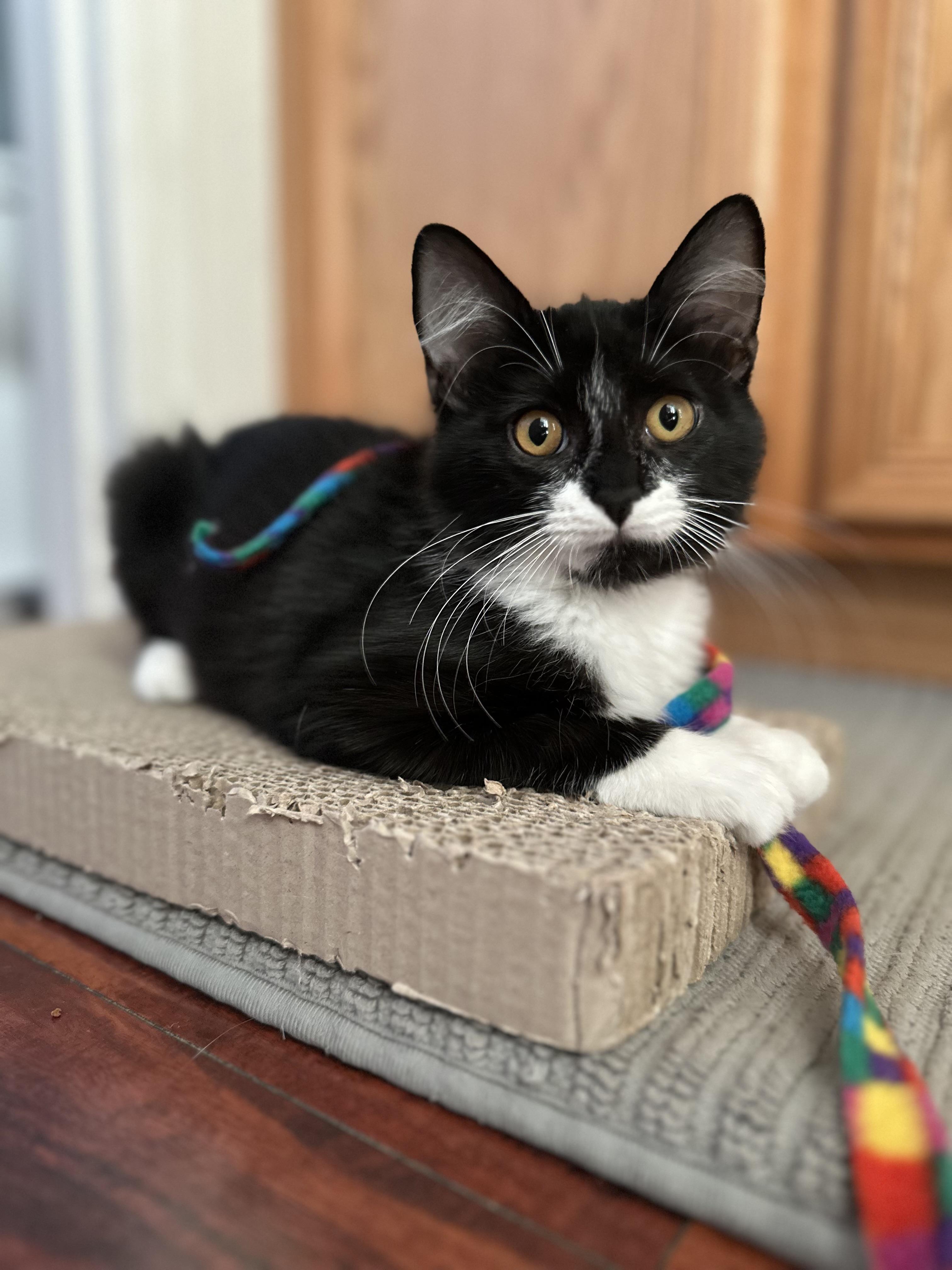 Enlarge Zuri, a Adoptable Domestic Short Hair in Chandler, AZ image 2/3