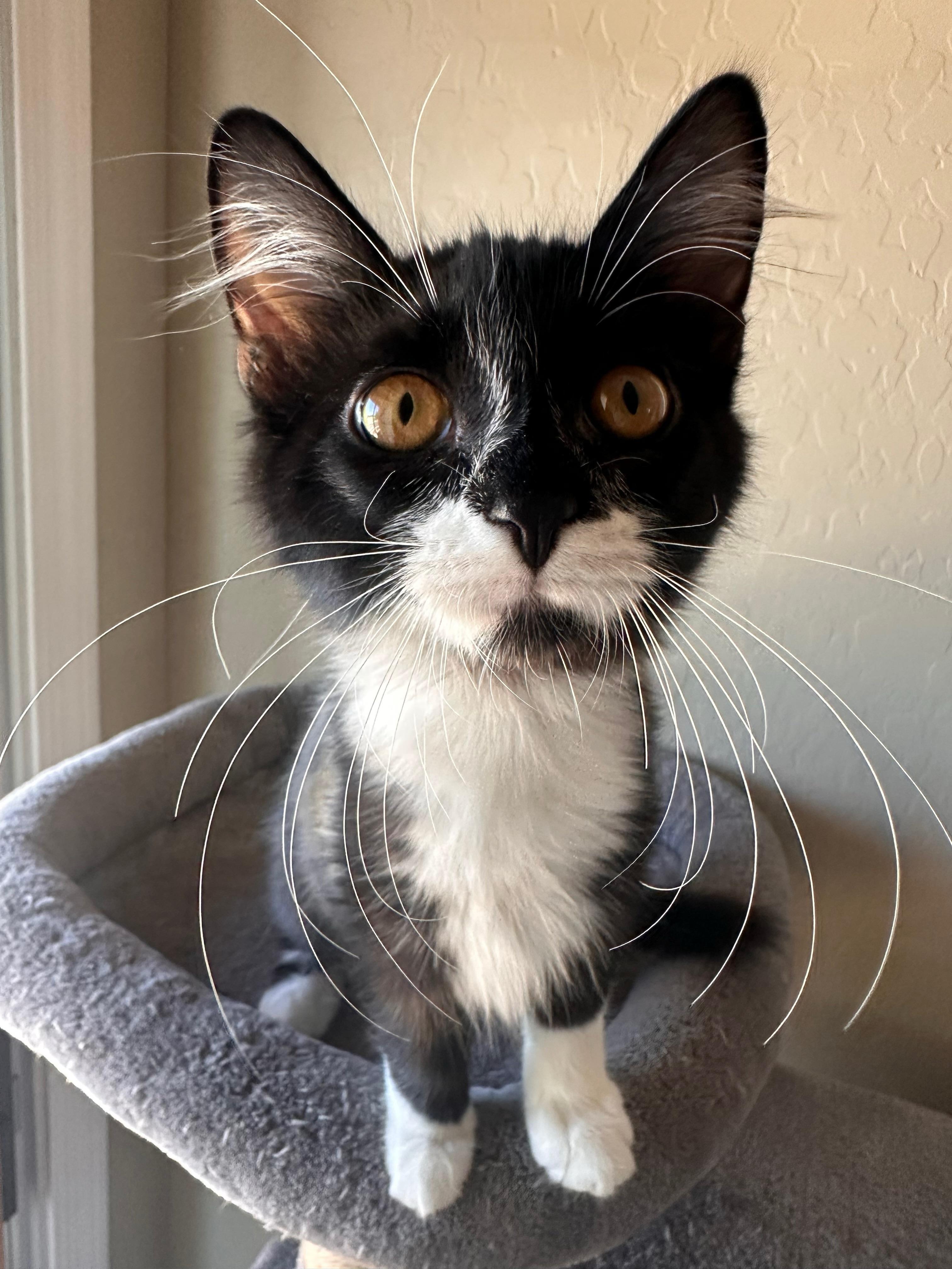 Zuri, Adoptable, Kitten Female Domestic Short Hair.