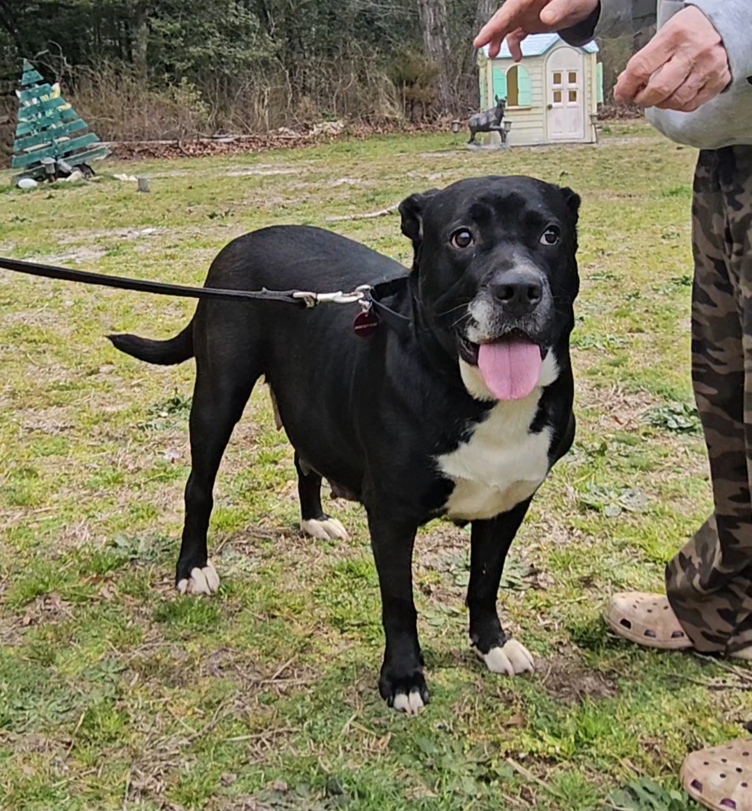 Didi, a Adoptable mixed breed image 2/4