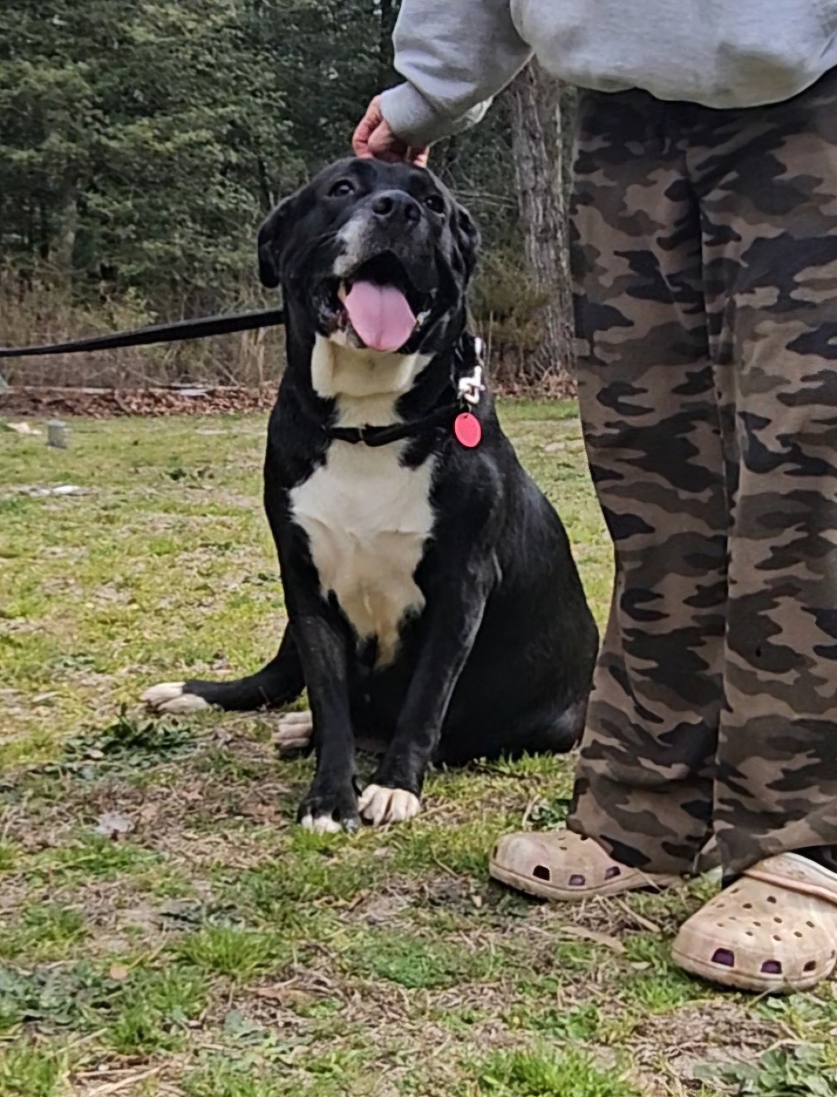 Didi, a Adoptable mixed breed image 4/4