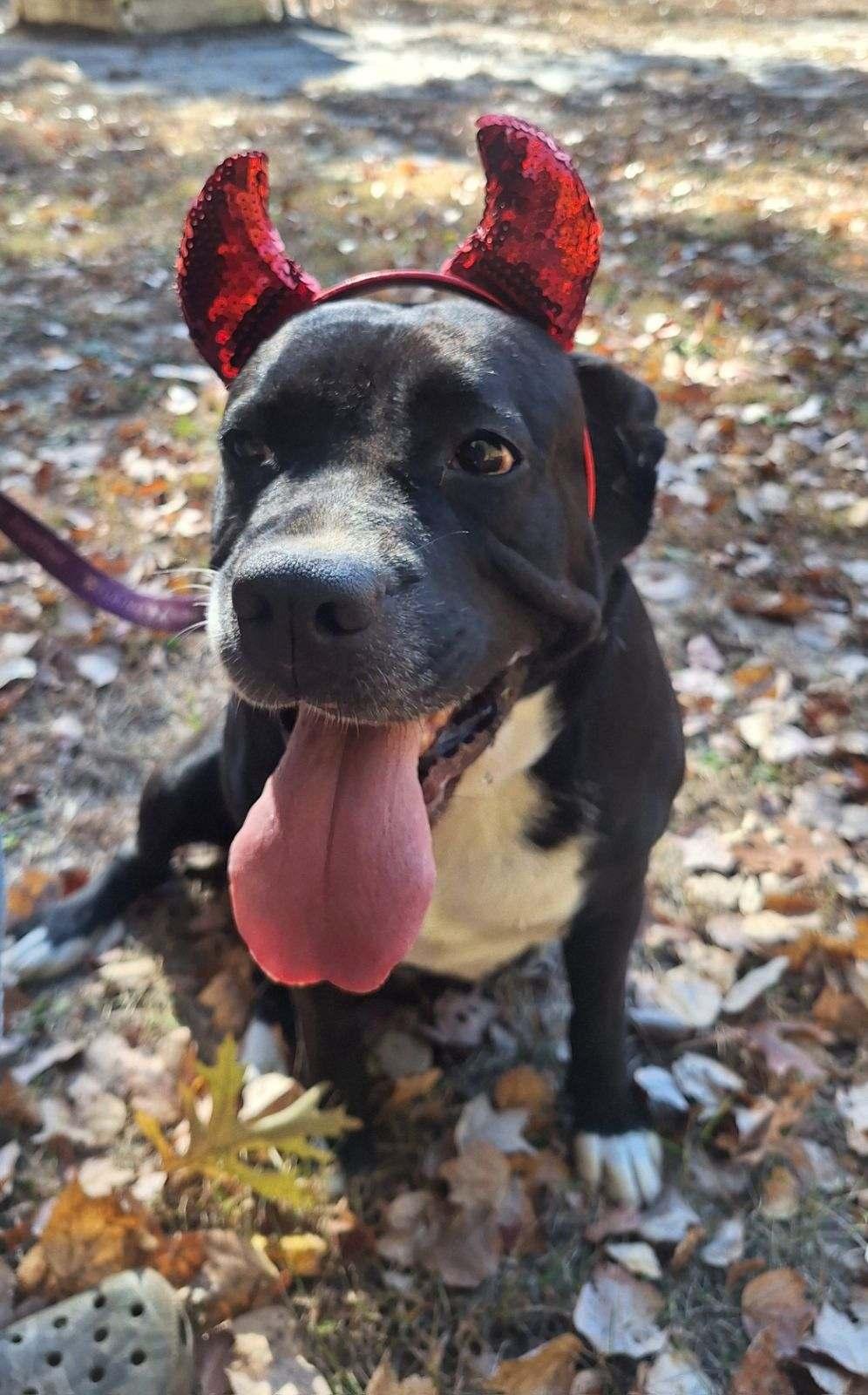 Didi, a Adoptable mixed breed image 1/4