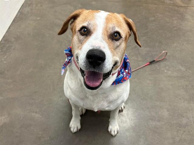 LIAM, Adoptable, Adult Male Labrador Retriever & Beagle.