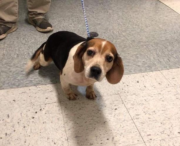Gypsy Barb, Adopted, Adult Female Beagle.