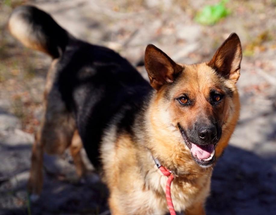 Sadie, Adoptable, Young Female Shepherd.
