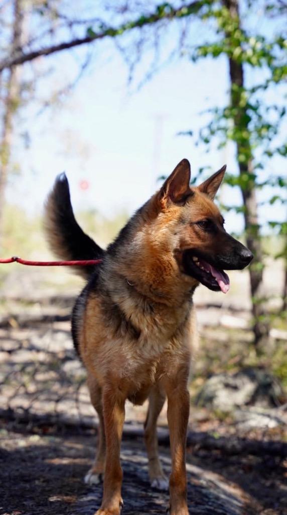 Sadie, a Adoptable mixed breed in Yellowknife, NT image 2/4