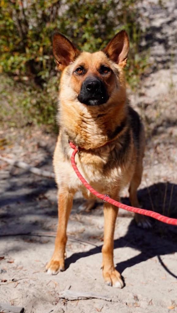 Sadie, a Adoptable mixed breed in Yellowknife, NT image 3/4
