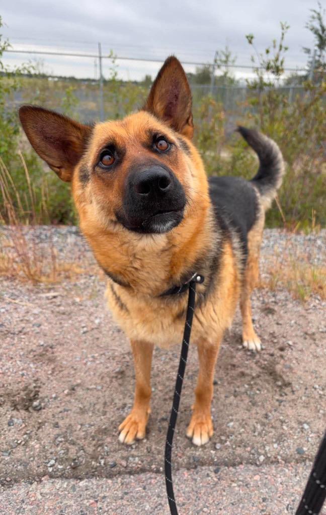 Sadie, a Adoptable mixed breed in Yellowknife, NT image 4/4